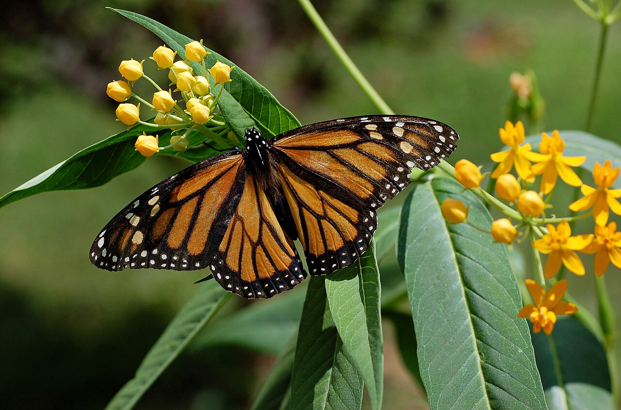 Monarchfalter mit breiten schwarzen Adern auf orangefarbenen Flügeln