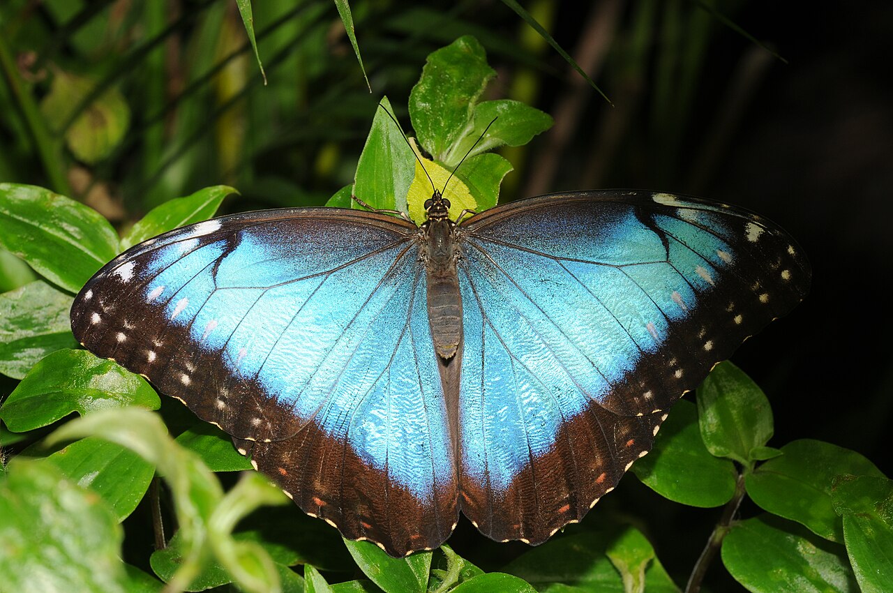 Blauer Morphofalter mit metallisch schillernden Flügeln