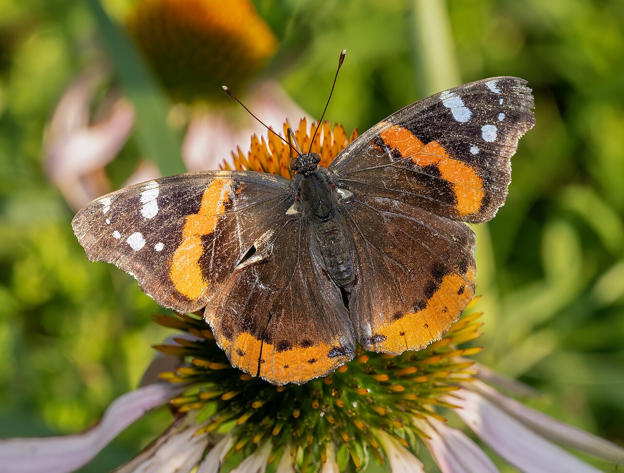 Admiral mit orangeroter Binde auf einem Sonnenhut