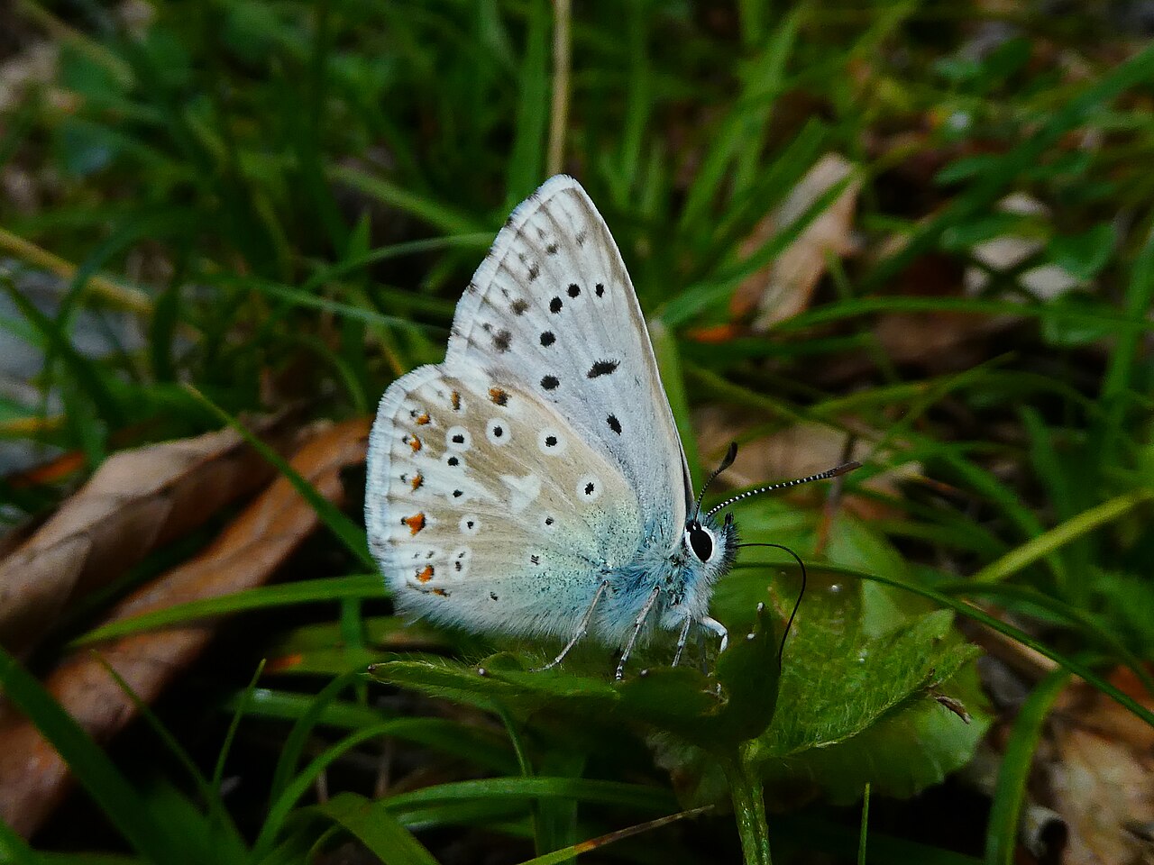 Bläuling mit leuchtend blauer Flügeloberseite
