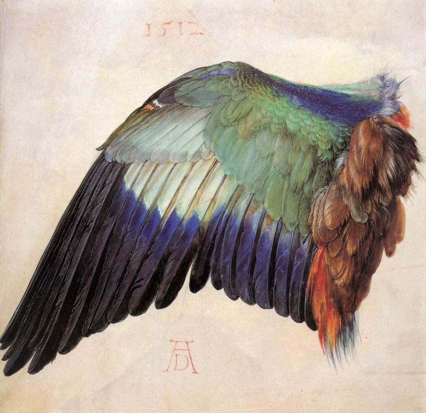 Albrecht Dürer: Flügel einer Blauracke