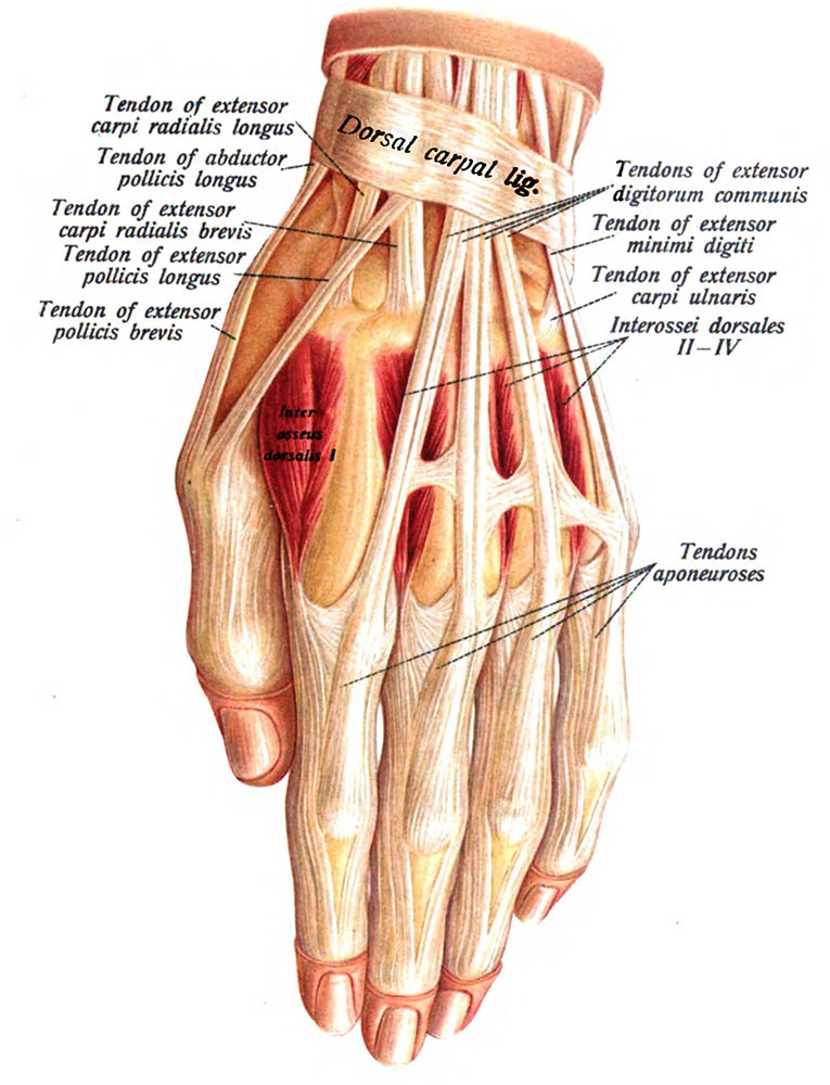Hand zeichnen: Anatomische Illustration